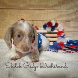 Dachshund Puppies from Shiloh Ridge Dachshunds