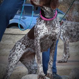 German Shorthaired Pointer All Grown Up from Pinecrest German Shorthair Pointers