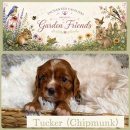 Hopper - Ruby male Cavalier King Charles Spaniel puppy in Auburn, Washington from Enchanted Cavaliers