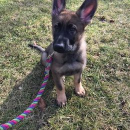 German Shepherd Puppies from Stacey’s German Shepherds