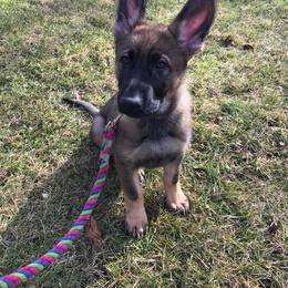German Shepherd Puppies from Stacey’s German Shepherds