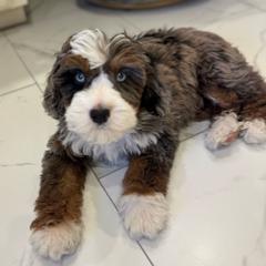 Brinkley - Australian Mountain Doodle