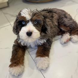 Brinkley - Australian Mountain Doodle