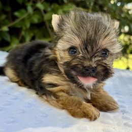 Little Rose - Black tan and white female Biewer Terrier puppy in Bunnell, Florida from Royal Biewer and Royal Aussies