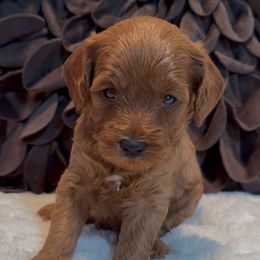 Marlo - Apricot male Cavapoo puppy in Mona, Utah from Hearts Full of Puppies