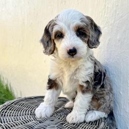 Jinu - Merle male Goldendoodle puppy in Woodland Hills, Utah from The Fairy Paw Mother