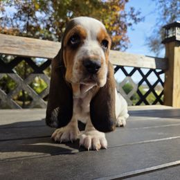 Ozzy 2,140.00 - Black white and brown male Basset Hound puppy in Denison, Texas from Emma Lou's Baby Bassets