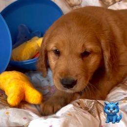 TBD - Dark golden male Golden Retriever puppy in Fisher, Illinois from Aslan's Pride of Fidei Family Farms