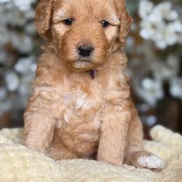 Zoe - Apricot female Goldendoodle puppy in Yuciapa, California from AlltheDoodlez_