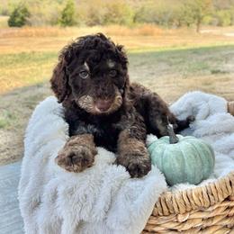 Creek - Brown male Bernedoodle puppy in Austin, Texas from Doodles of Central Texas