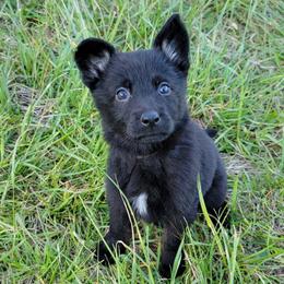 Pink Collar - Ava - Black female German Shepherd puppy in Augusta, West Virginia from Cricket Hollow Canines