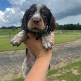 Boy 4 - Liver white and tan male English Springer Spaniel puppy in Fort Meade, Florida from Lake in the Hills Springers