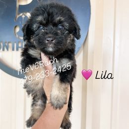 Girl 4 - female Aussiedoodle puppy in Sulphur Bluff, Texas from V6 Ranch Dogs
