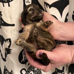 Girl 2 - Cream female Dachshund puppy in Huntingdon, Pennsylvania from Indian Creek Springers and Doxies