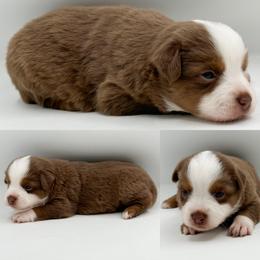 Red tri female 1 - Red tri female Miniature Australian Shepherd puppy in Brooker, Florida from Honey, I Shrunk the Aussies