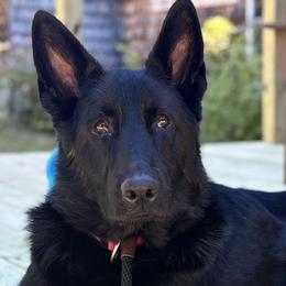 Adira - German Shepherd