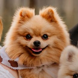 Pomeranian puppies from Picture Perfect Poms
