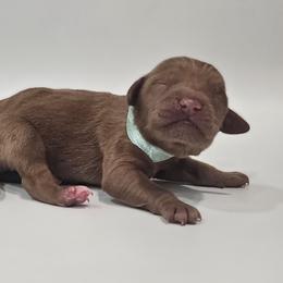 Opal - Red  female Goldendoodle puppy in Mocksville, North Carolina from Hunting Creek Farm & Kennel