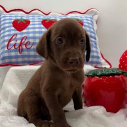 Purple - Chocolate female Labrador Retriever puppy in Heath Springs, South Carolina from Rich Hill Retrievers