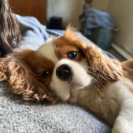 Cavalier King Charles Spaniel puppies from CreekSong Farm Companions