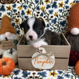 Athena - Brindle and white female American Corgi puppy in Waskom, Texas from Piney Woods Corgis