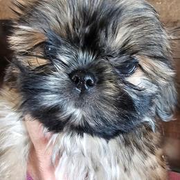 Forest - Sable and white male Shih Tzu puppy in Sanger, California from Hillsides Shih-Tzu