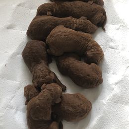 Poodle Puppies from Prissy Pants Poodles LLC