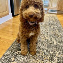 Penny - Goldendoodle