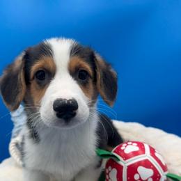 Snowball - Black and tan male Pembroke Welsh Corgi puppy in Minooka, Illinois from Lucky J Corgis