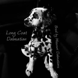 Dalmatian Puppies from Missouri Dalmatians