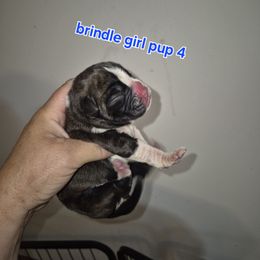 Tinkerbell - Brindle female Boxer puppy in Pine River, Wisconsin from Jenks Boxers