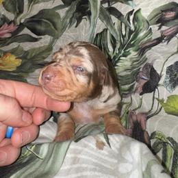 AKC Valentine - Dapple male Dachshund puppy in Knoxville, Tennessee from Thea's Puppies