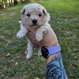 Orange collar female - Cream female Poodle puppy in Stuart, Virginia from Pine Ridge Kennels