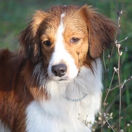 Oliver - Nederlandse Kooikerhondje