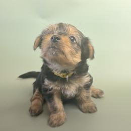 Yorkshire Terrier Puppies from Jaymele Fultz
