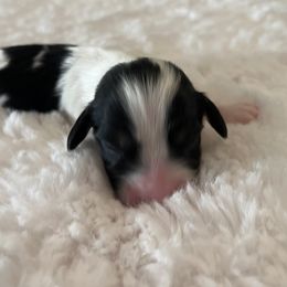 Dachshund Puppies from Mr. Wieners Dachshunds and roxiesdoxies