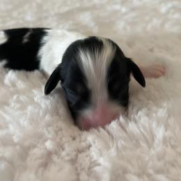 Dachshund Puppies from Mr. Wieners Dachshunds and roxiesdoxies
