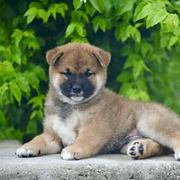 Pomeranian and Shiba Inu Puppies from Bright Ray