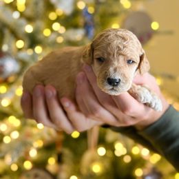 Dorothy - Red  female Poodle puppy in Bellville, Ohio from Cedar Ridge Standard Poodles
