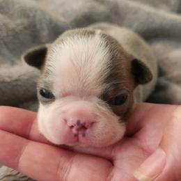 Gray collar - Blue male Boston Terrier puppy in Shreveport, Louisiana from Cristi's Port Bostons
