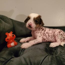 Chinese Crested Puppies from Marina Konstantinova's Cresteds