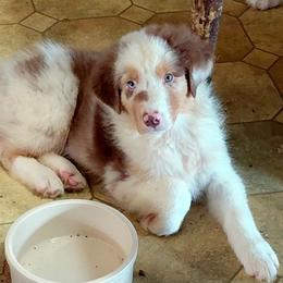 JON - Red merle male Australian Shepherd puppy in Elk Creek, Missouri from Hearts on Fire Australian Shepherds