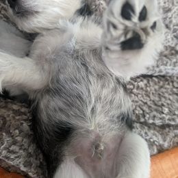 Miniature Schnauzer Puppies from PartiLife Miniature Schnauzers