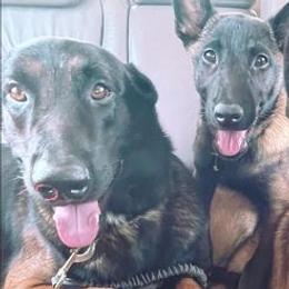 Belgian Malinois from Mainline Malinois