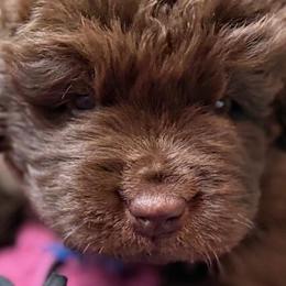Purple Girl - Brown female Newfoundland puppy in Pottstown, Pennsylvania from Latin of Course Newfoundlands