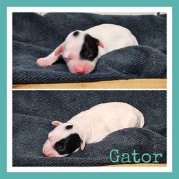 Gator - Black and white male Schnoodle puppy in Lebanon, Missouri from Cedar Glades Canines