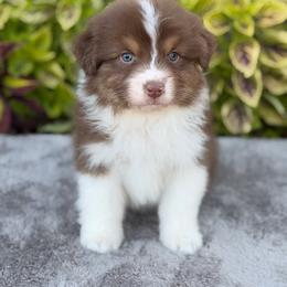 Fiona - Red tri-color female Australian Shepherd puppy in Sedalia, Missouri from Affinity Aussies