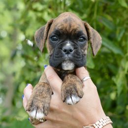 Yellow boy - Brindle male Boxer puppy in Forest City, Iowa from Mt Valley Boxers