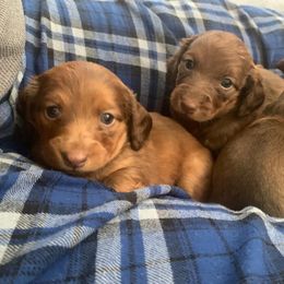 Dachshund Puppies from Slinky’s Dachshunds