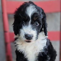 Andean (Bear) - Black and white female Aussiedoodle puppy in Tucson, Arizona from Ever After Doodles Arizona